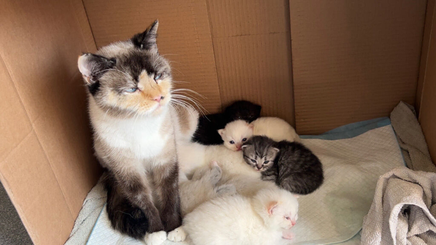 4 Himalayan X Chinchilla Persian Kittens Looking for a home