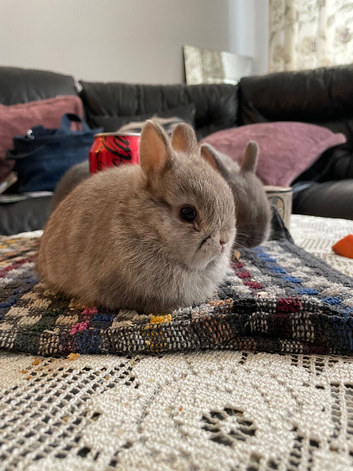 NEW Netherland Dwarf purebred baby Rabbits