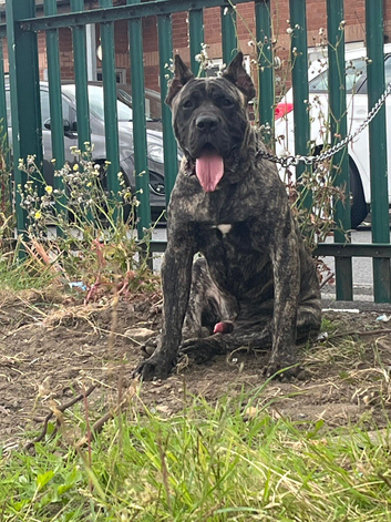 Presa canario