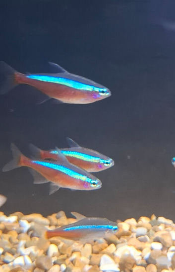 Neon and cardinal tetras