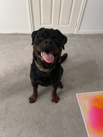 Male Rottweiler For Rehome