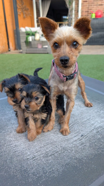 Pure Yorkshire Terrier Puppies