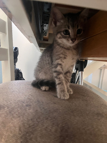 Beautiful silver tabby kittens ready for forever homes!