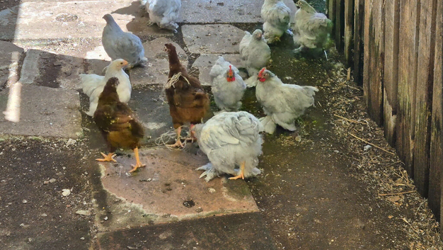 Young lilac peeking chickens