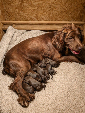 Beautiful Sproodle Puppies