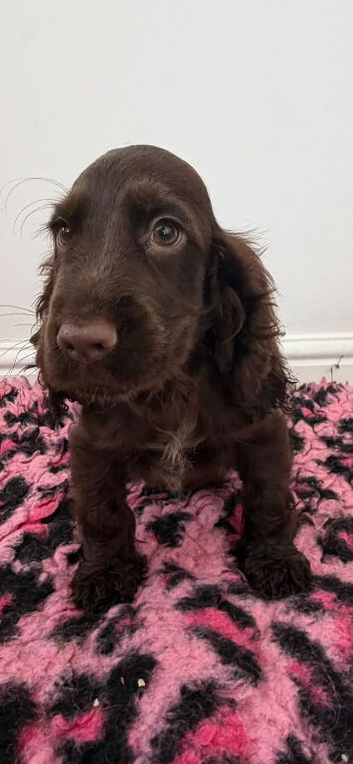 Handsome Chocolate Show Cocker