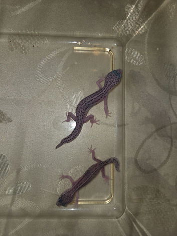 3 baby leopard geckos