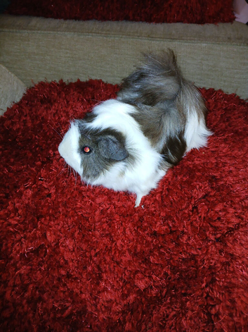 3 month old fluffy guinea pig