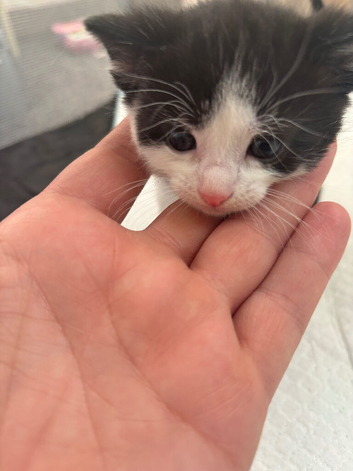 4 kittens for sale