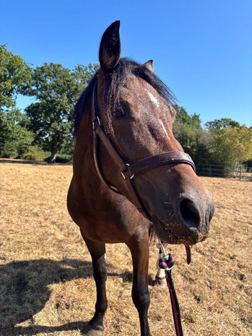 2 year old welsh d filly