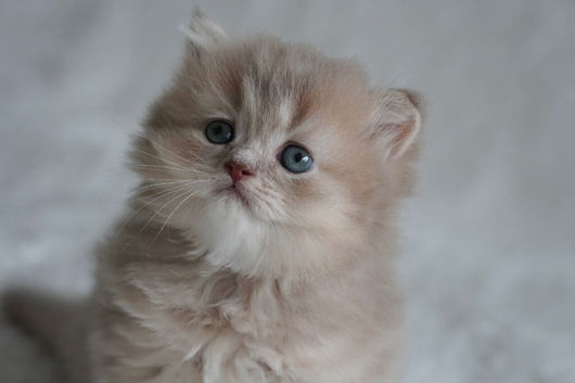 Munchkin kittens