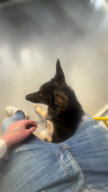 MISSING dog