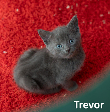 Russian Blue Cross Boy Kitten &ndash; Trevor