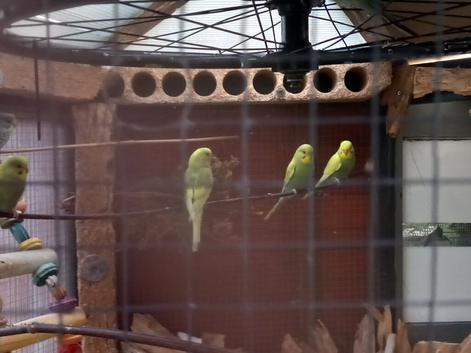 Baby budgies 10 week old