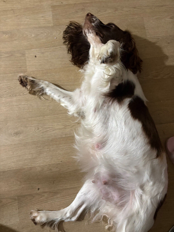 Litter of springer spaniel puppies loading!