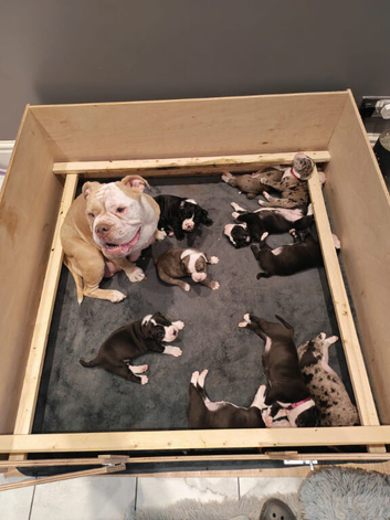 Beautiful old English bullys x alapaha blue blood bullys