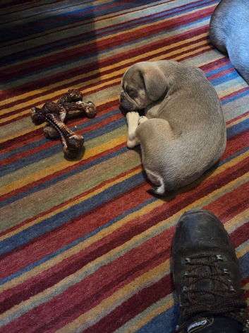 French bulldog pup