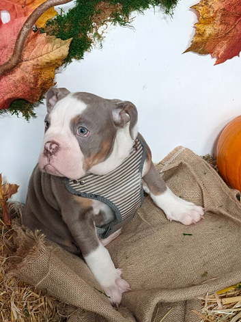Beautiful English bulldog