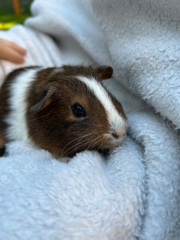 Baby Guinea pigs
