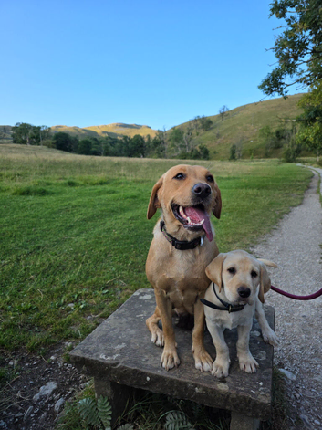 Milromali labradors bred for health and temperament