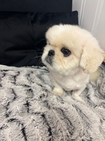 Top quality white male Pekingese