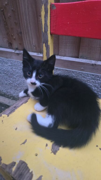 Cute kittens for sale (NEED GONE ASAP)