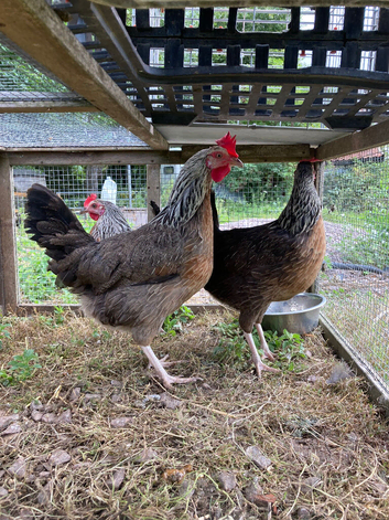 Silver Duckwings POL pullets for sale
