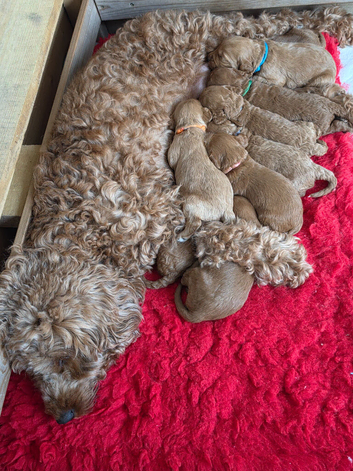 Cavapoo puppies