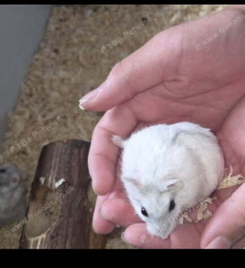 Tamed hamsters