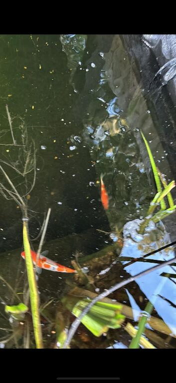 Koi fish