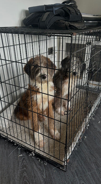 Stunning bordadoodles looking for forever homes
