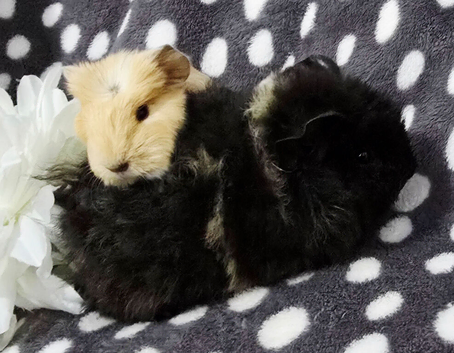 Boar pair