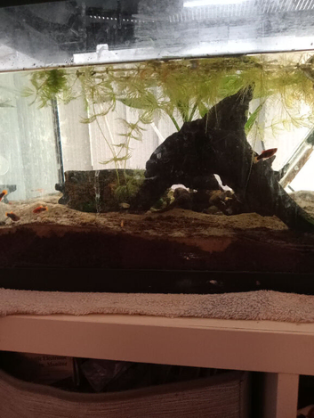 Full set up