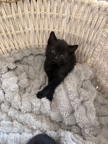 2 kittens left!!!