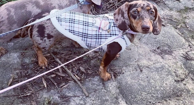 Miniature dachshund looking for her new home