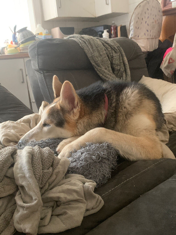 Husky crossed Alsatian