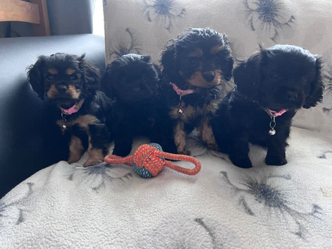 Cavalier x Cavapoo