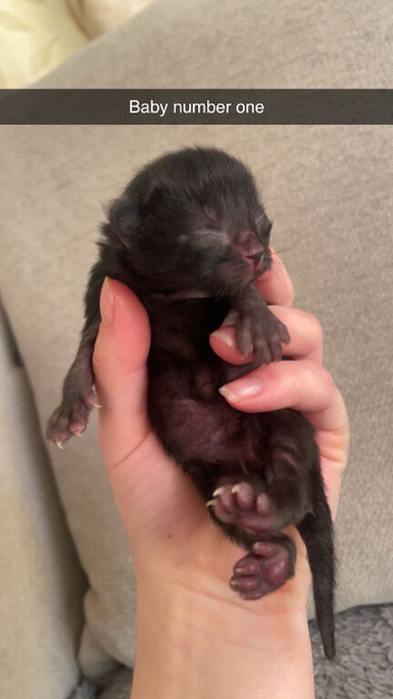 Kittens ready in 6 weeks