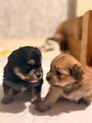 La Pom puppies