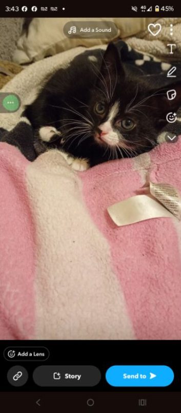 Female kitten