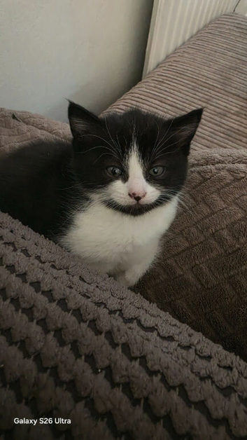 Beautiful kittens