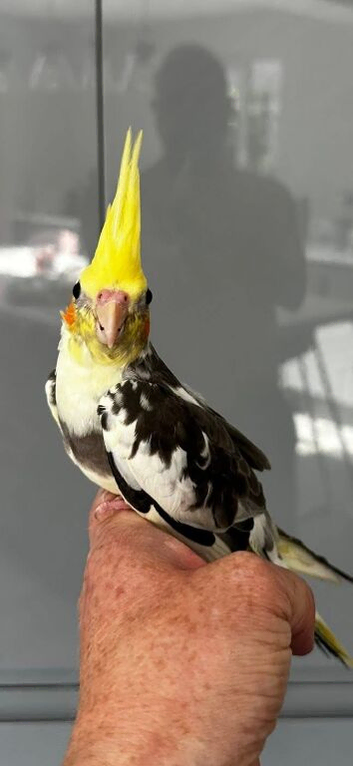 Hand reared cocktail