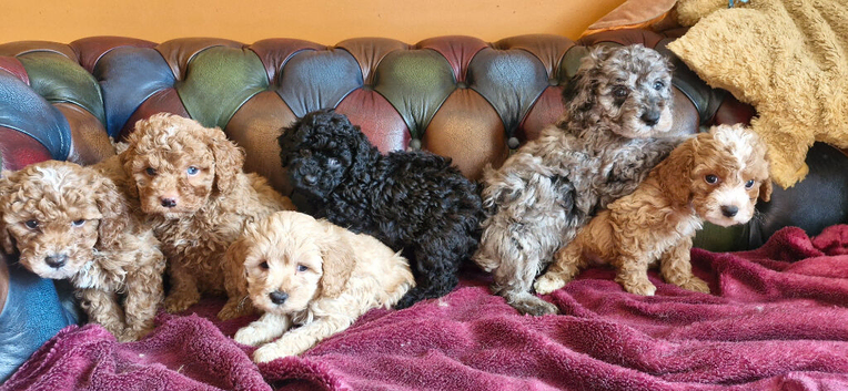 Gorgeous f1b Cavapoo puppys.health tested parents