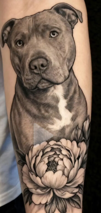 Male staffy cross for stud