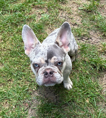 I have one frenchie puppy for sale, blue/merle male and blue/tan female for sale.