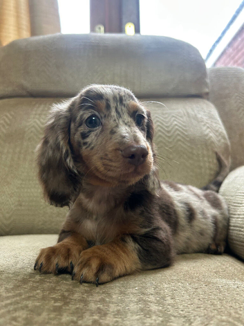 READY NOW&hellip;. Beautiful litter of Miniature Dachshund