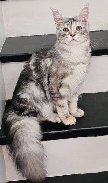 Maine Coon Tica registered