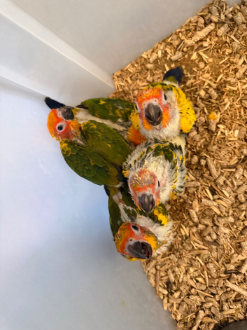Selling baby handreared sun conures
