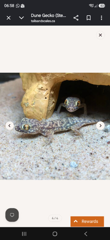 Dune geckos