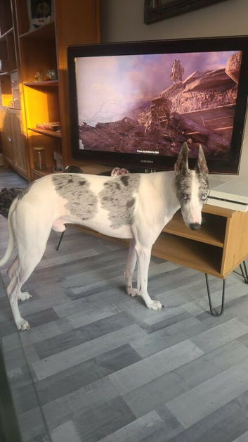 LEO 3 year old lurcher